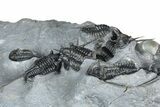 Impressive Cyphaspis Trilobite Cluster - Mrakib, Morocco #365711-5
